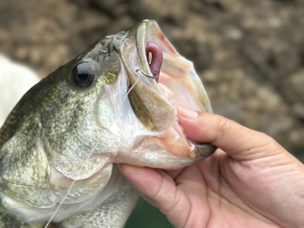 2. A Unique Opportunity to Target Florida-Strain Bass in Japan — bass fishing at Lake Ikehara, Japan