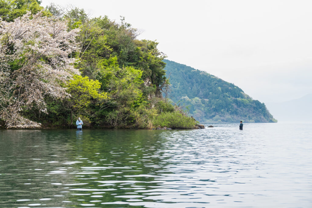 Anglers wading in the shallows of Lake Biwa's North Lake beneath blooming cherry blossoms
