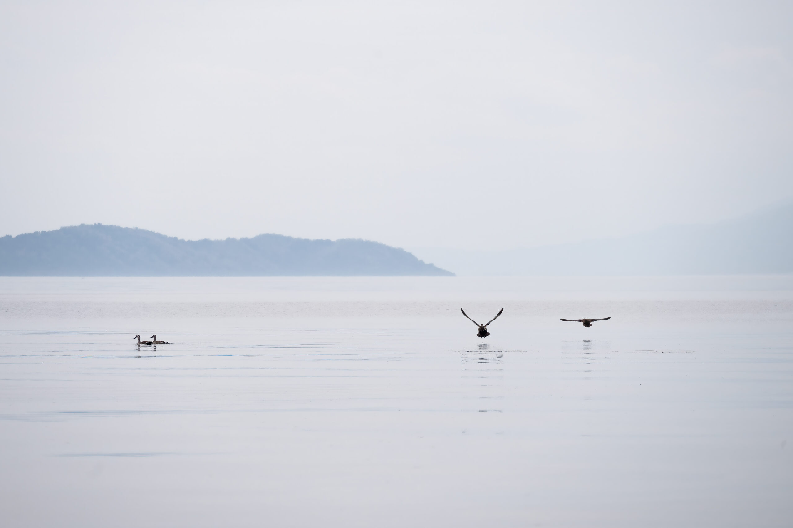 Ducks skimming the calm, misty surface of Lake Biwa with distant mountains in the background