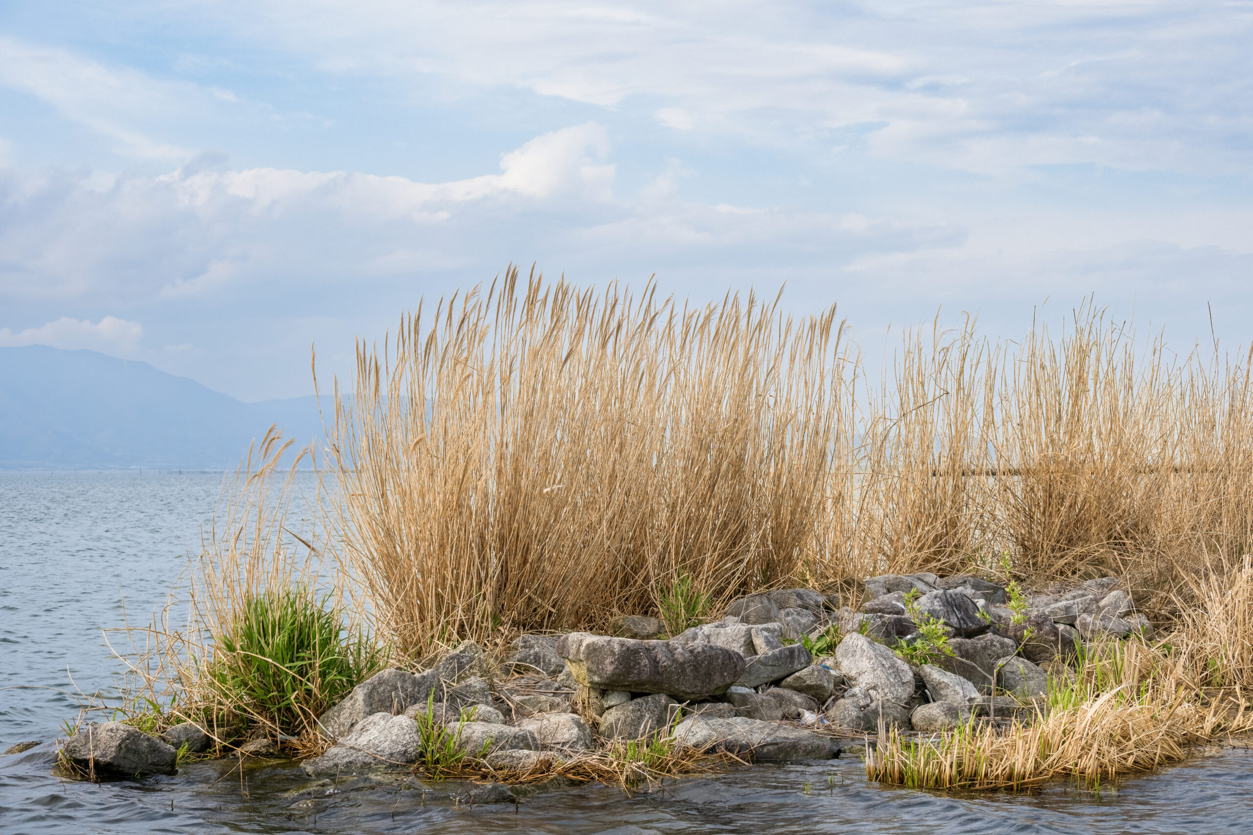 Dense reed beds and rock structure along Lake Biwa's shoreline, classic bass holding cover