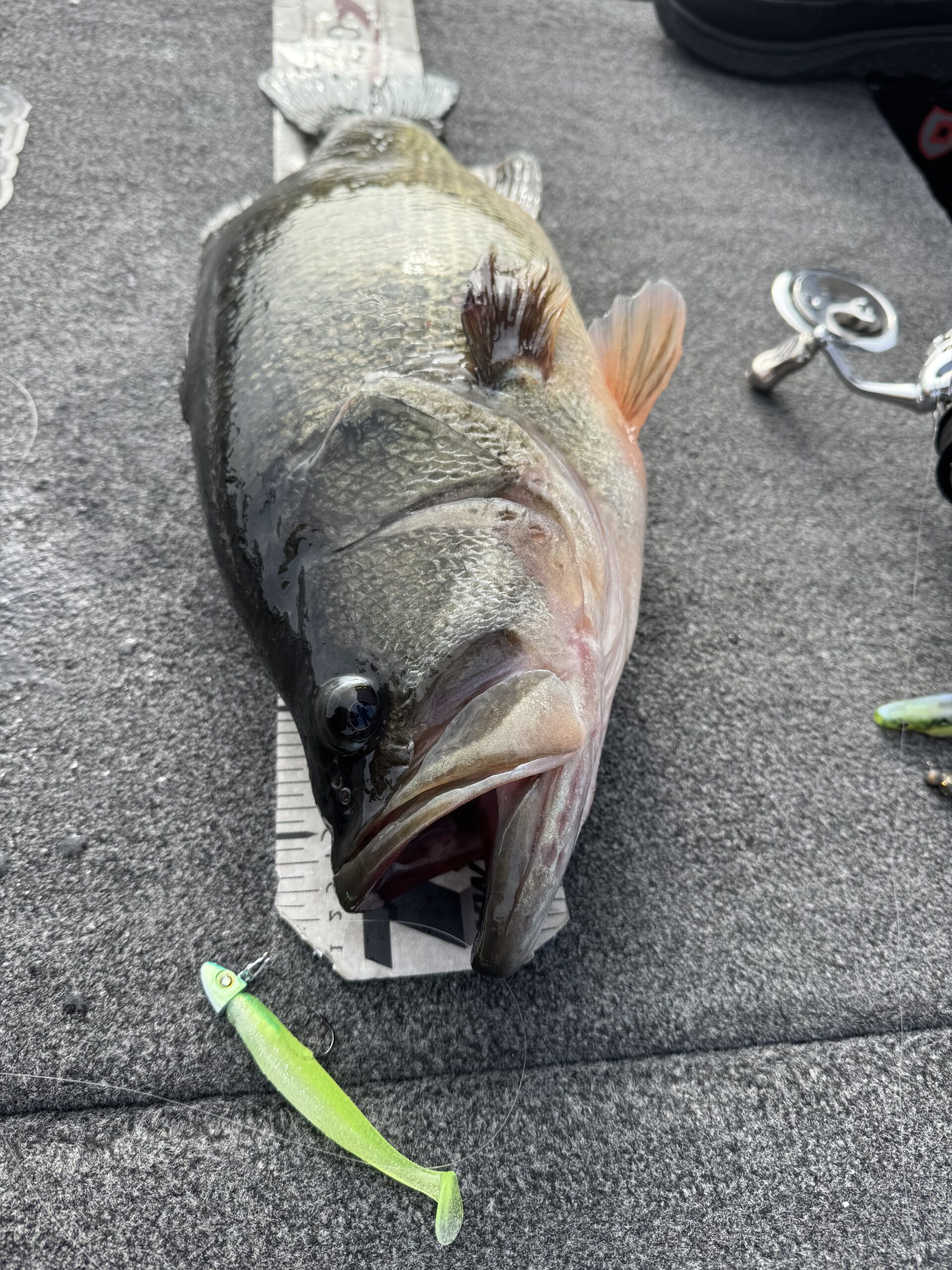 A largemouth bass caught on a small soft plastic swimbait, held near the boat deck