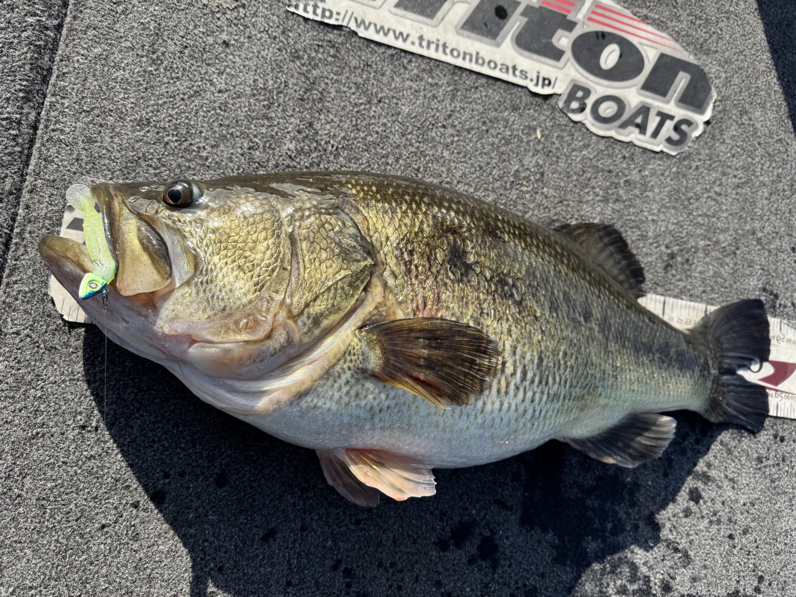 A largemouth bass caught on a small paddle-tail soft plastic swimbait on Lake Biwa