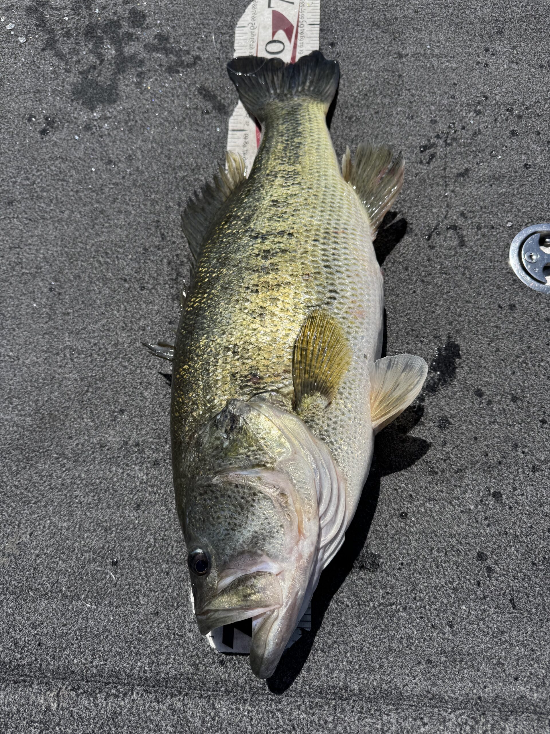 A largemouth bass laid on a measuring board aboard a boat on Lake Biwa