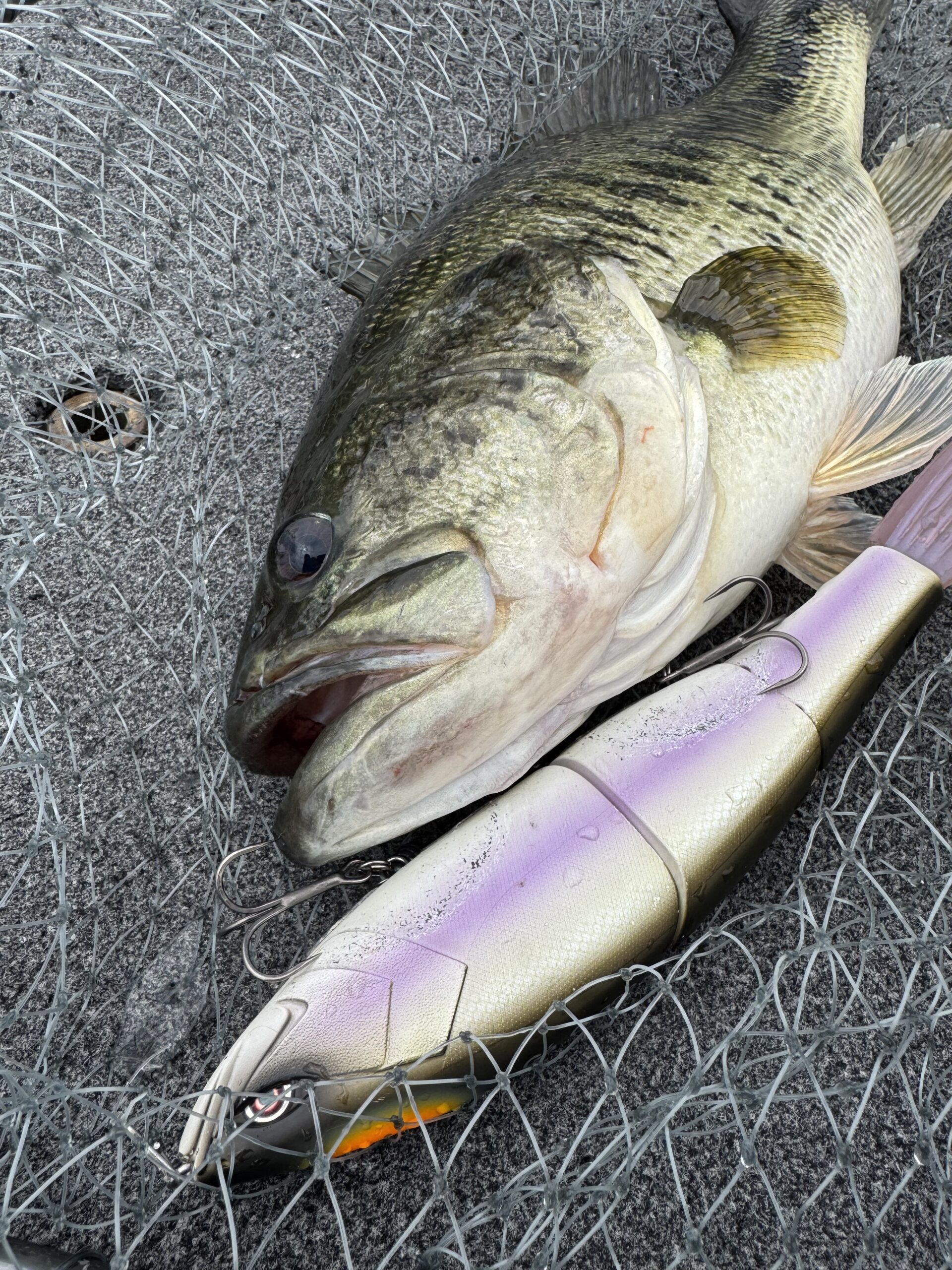 A large largemouth bass next to a big glide bait lure in a landing net