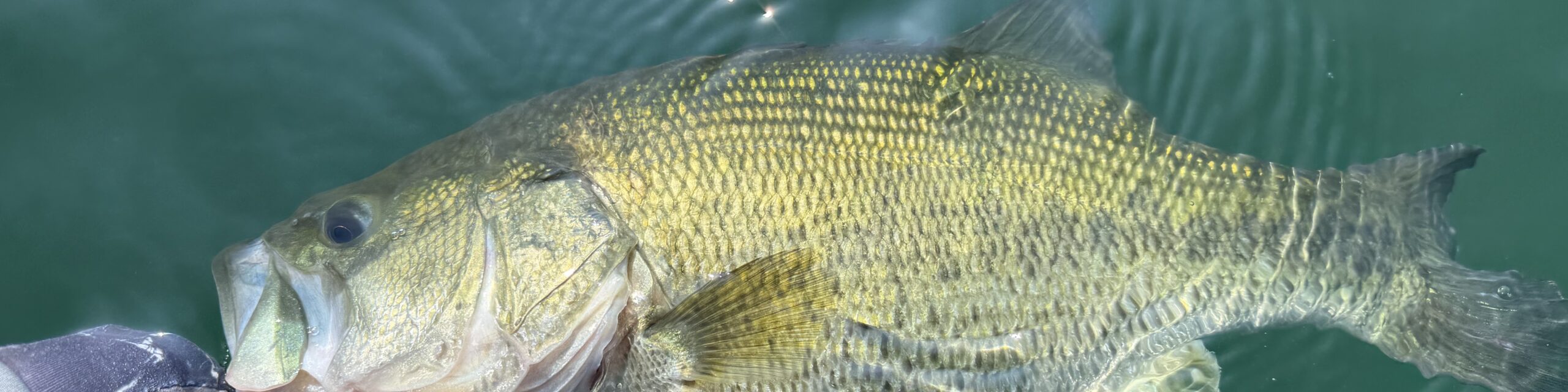 Largemouth bass in the clear water of Lake Biwa — monthly fishing reports