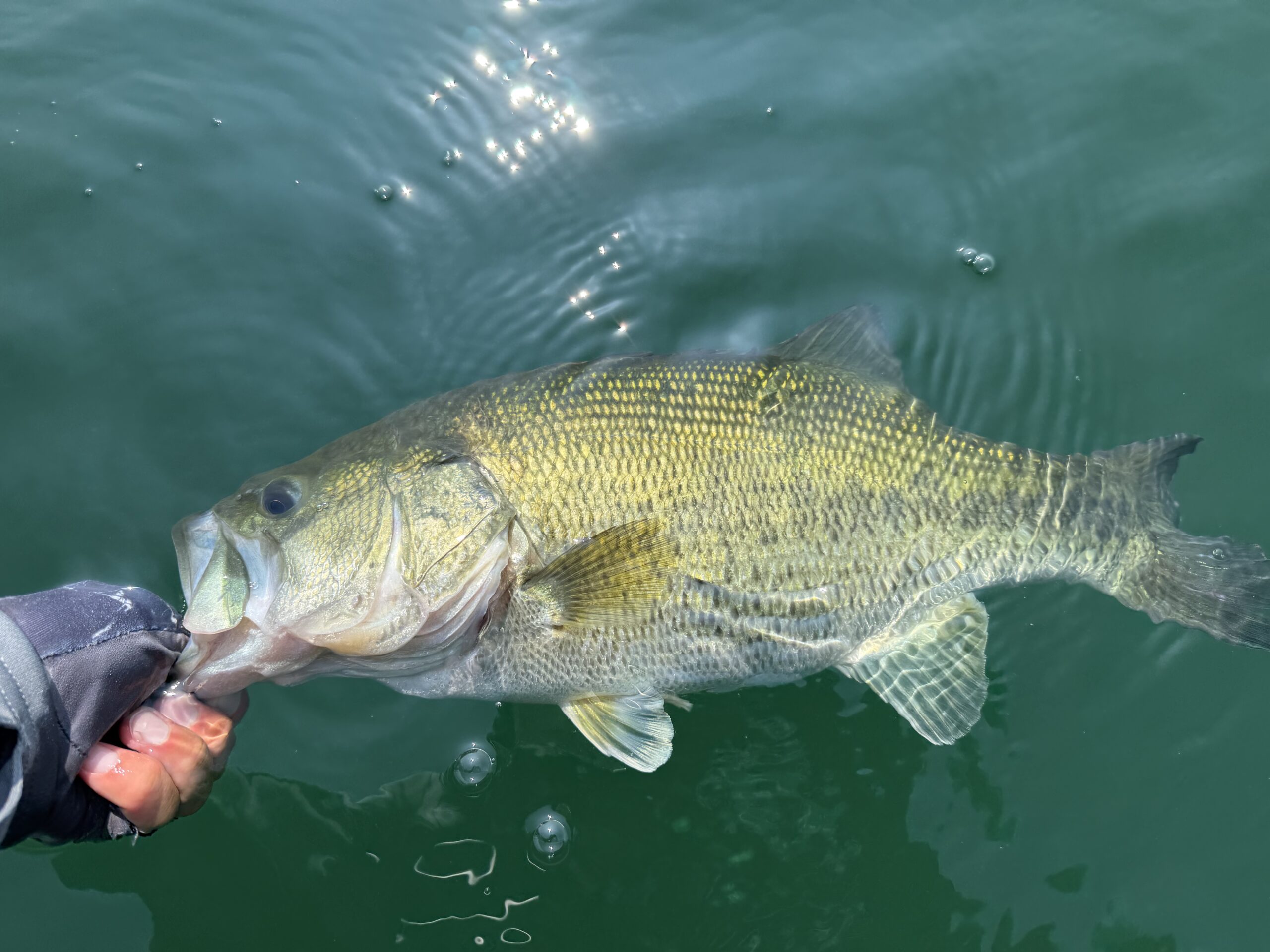 Largemouth bass caught with a JBFA guide on Lake Biwa, 2026-07-18