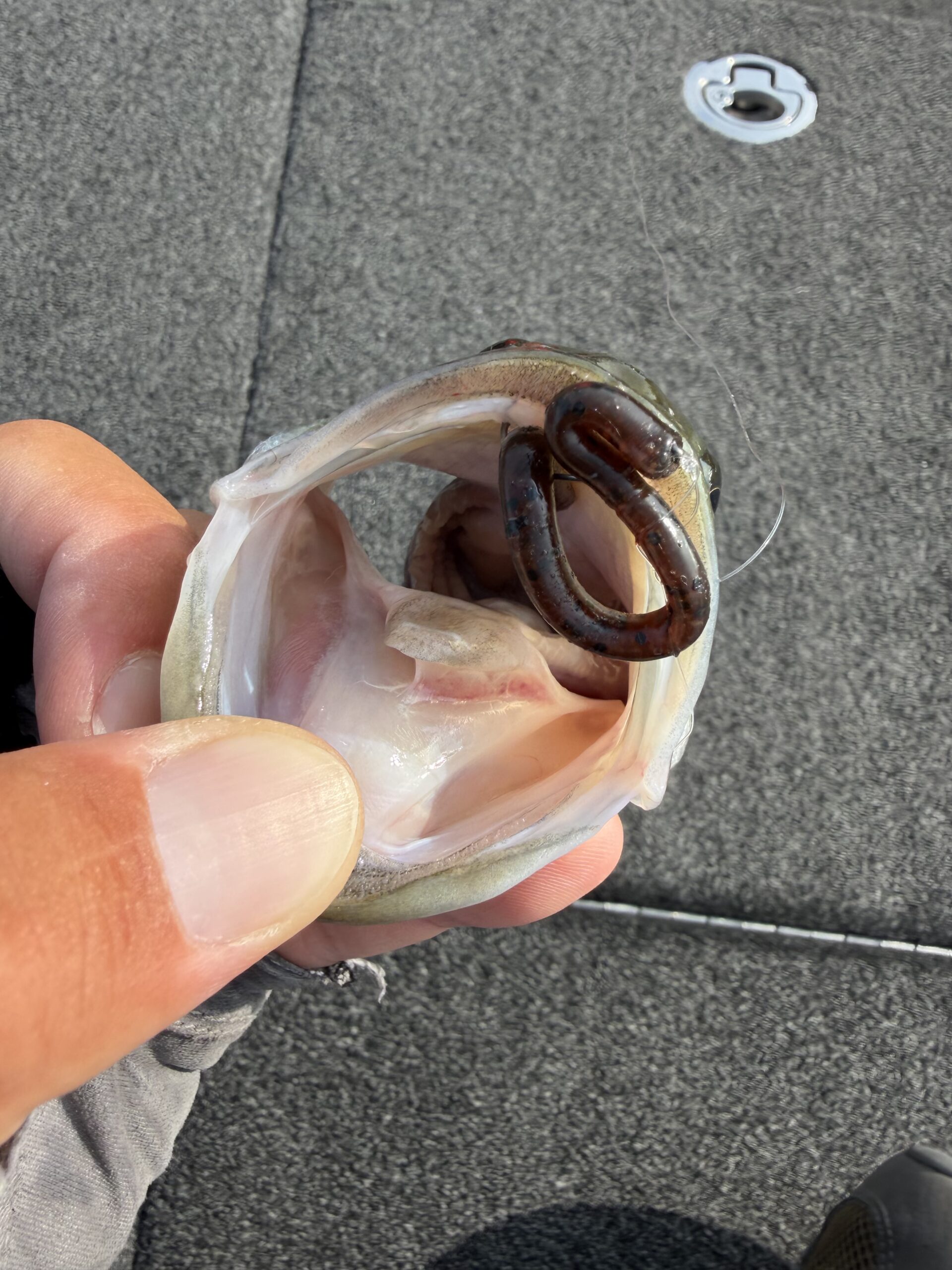 Largemouth bass with the worm still in its mouth, Lake Biwa