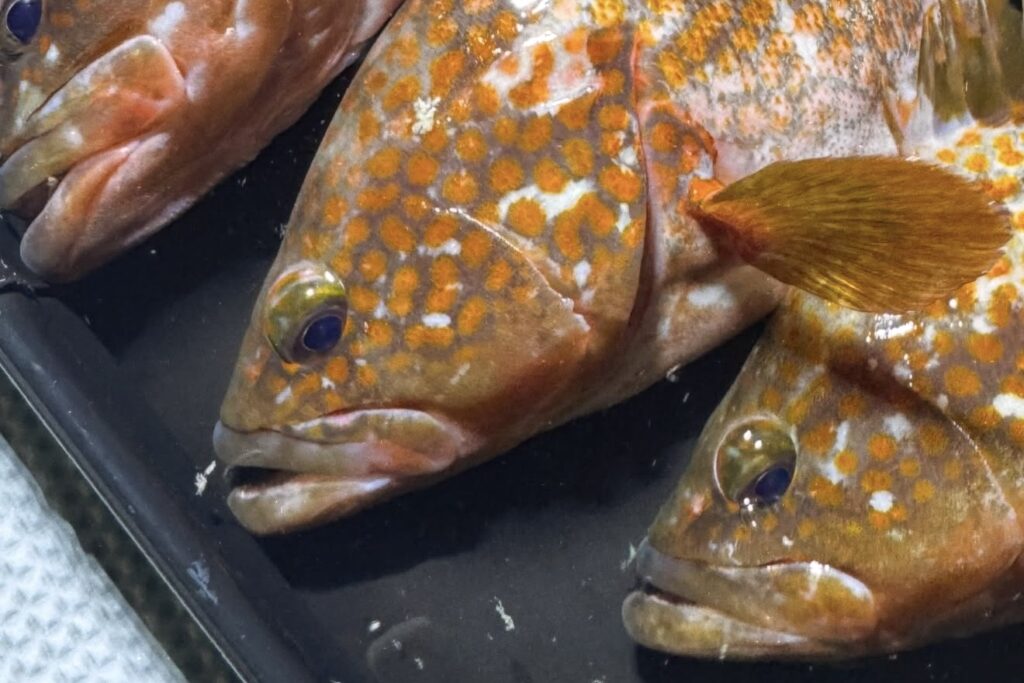 Akou (red-spotted grouper) caught on Osaka Bay