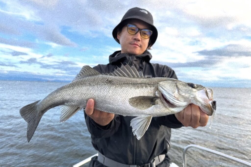 Japanese seabass caught on Osaka Bay