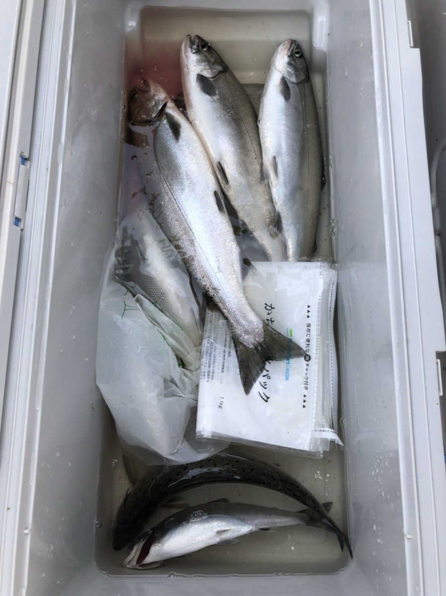 Several Biwa trout in a cooler after a day's fishing