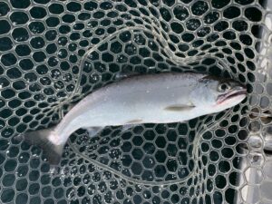 A Biwa trout in a landing net, showing its silvery body