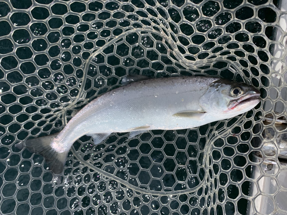 A Biwa trout in a landing net, showing its silvery body