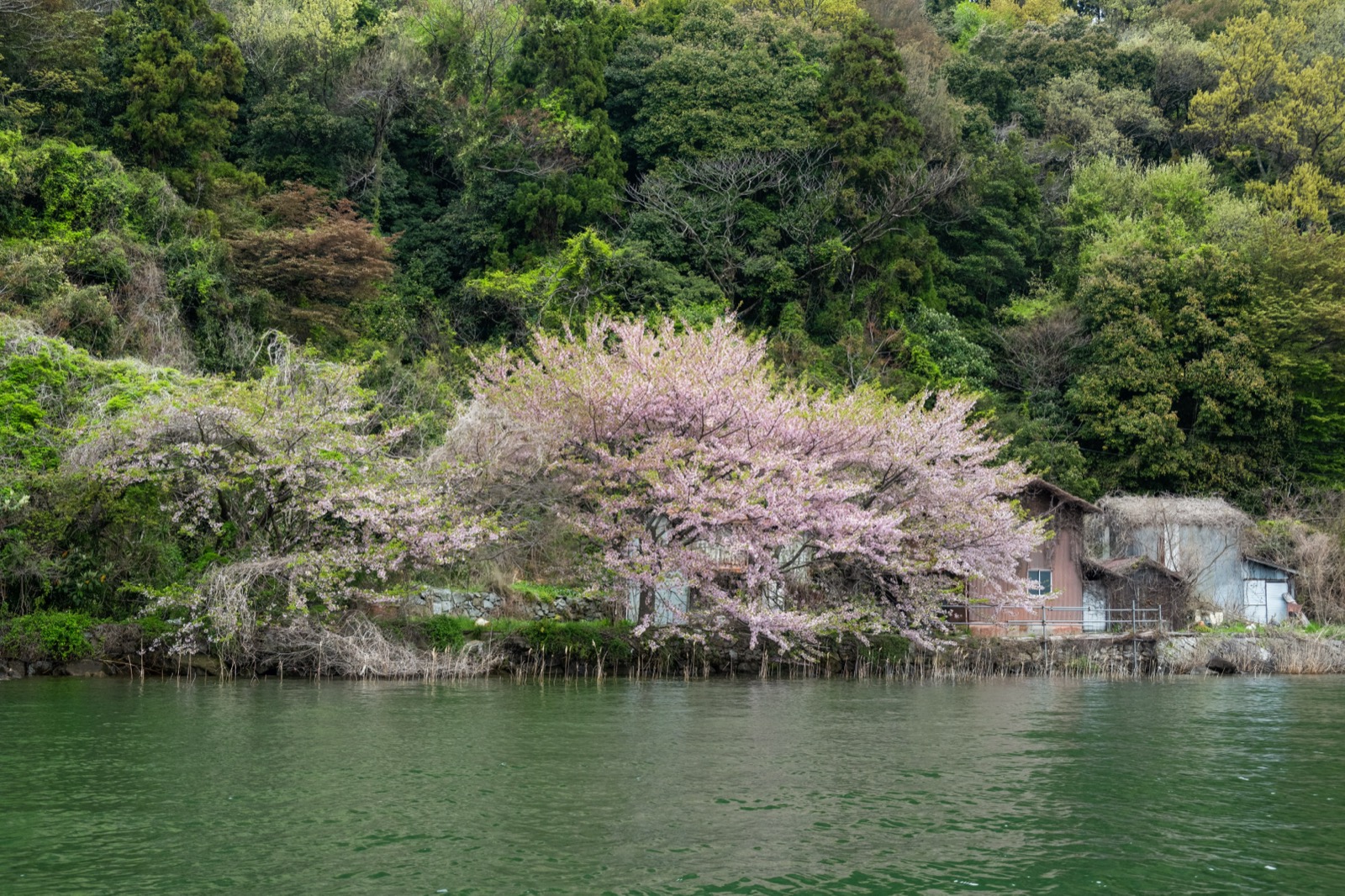 A small tree-covered island with a monument, seen through mist on Lake Biwa