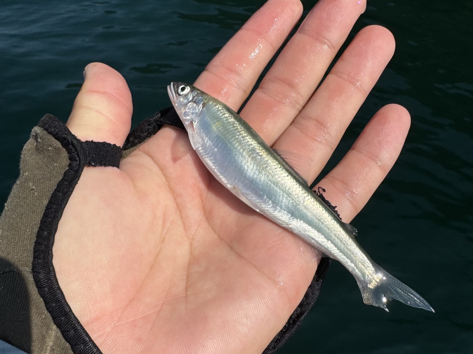 A slender ayu (sweetfish) held in hand, the kind of prey North Lake bass feed on