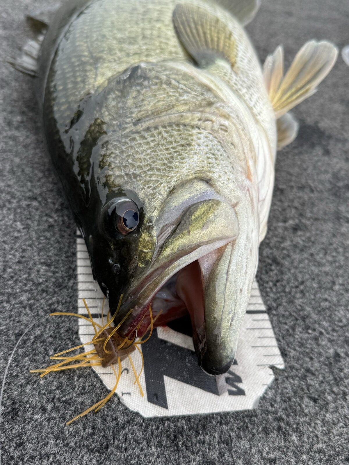 Extreme close-up of a largemouth bass's eye and mouth with a lure