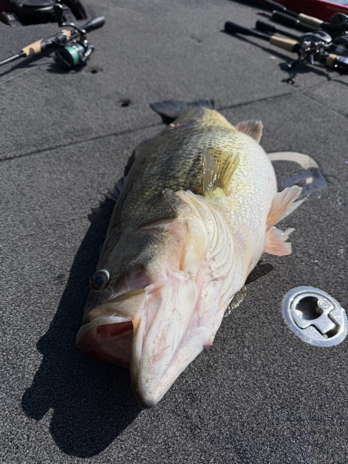 Top-down view of a North Lake bass with mouth open, showing large fins and deep body