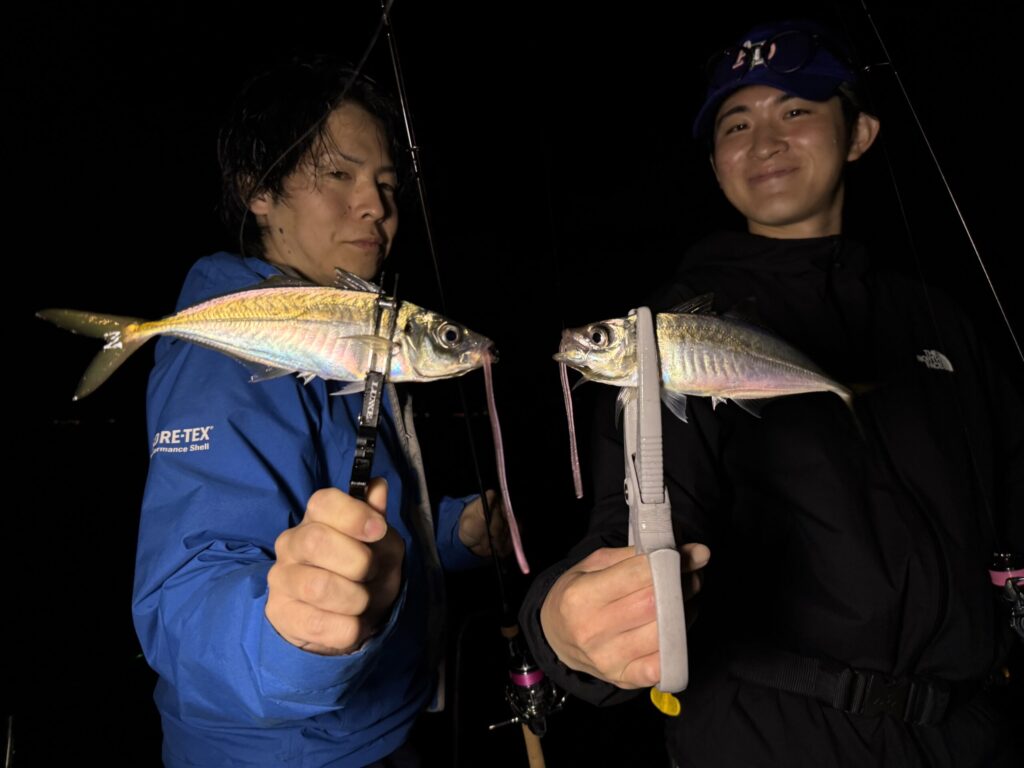 Aji (Japanese horse mackerel) caught on Osaka Bay