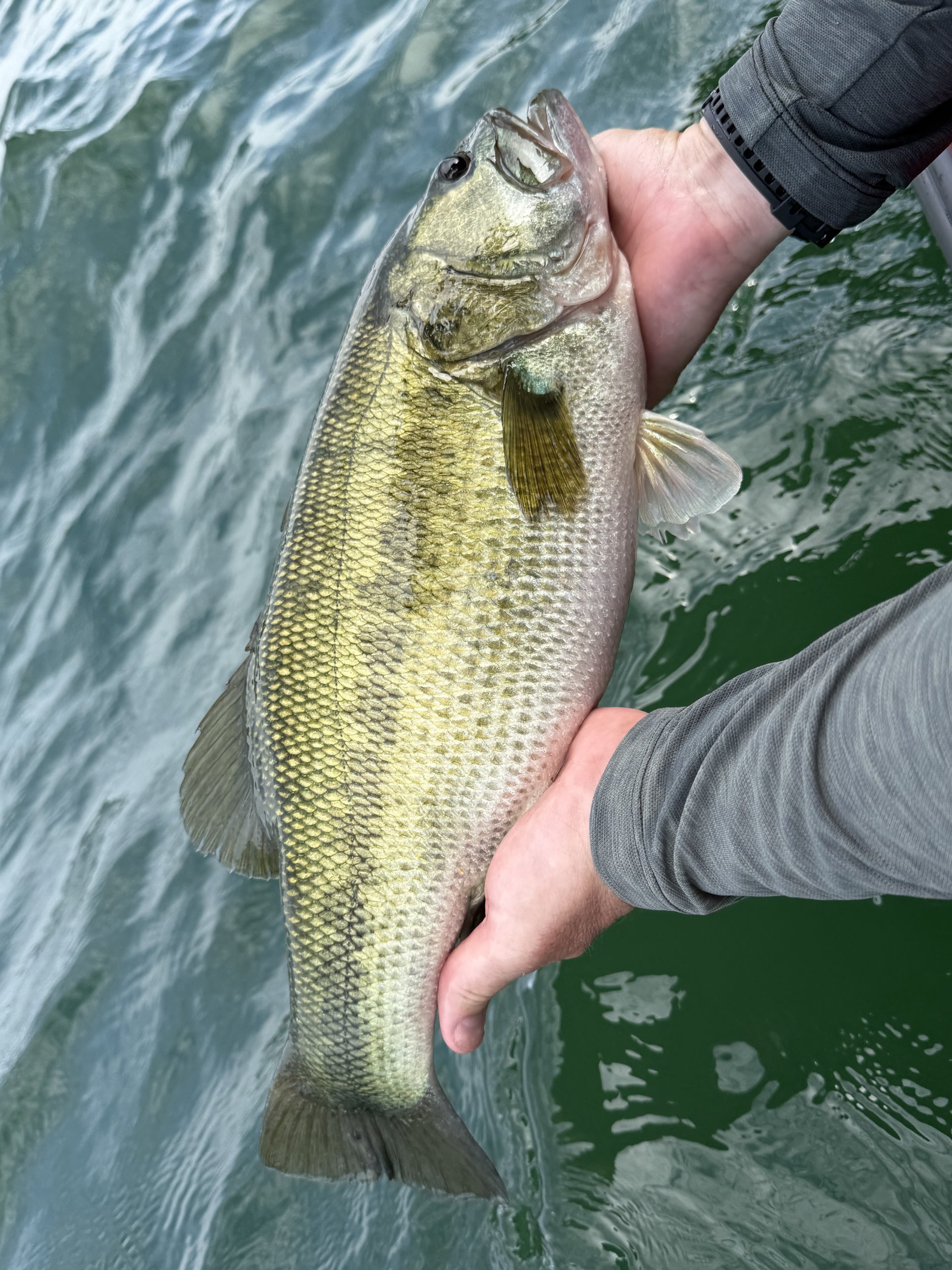 Largemouth bass caught with a JBFA guide on Lake Biwa, 2026-08-01