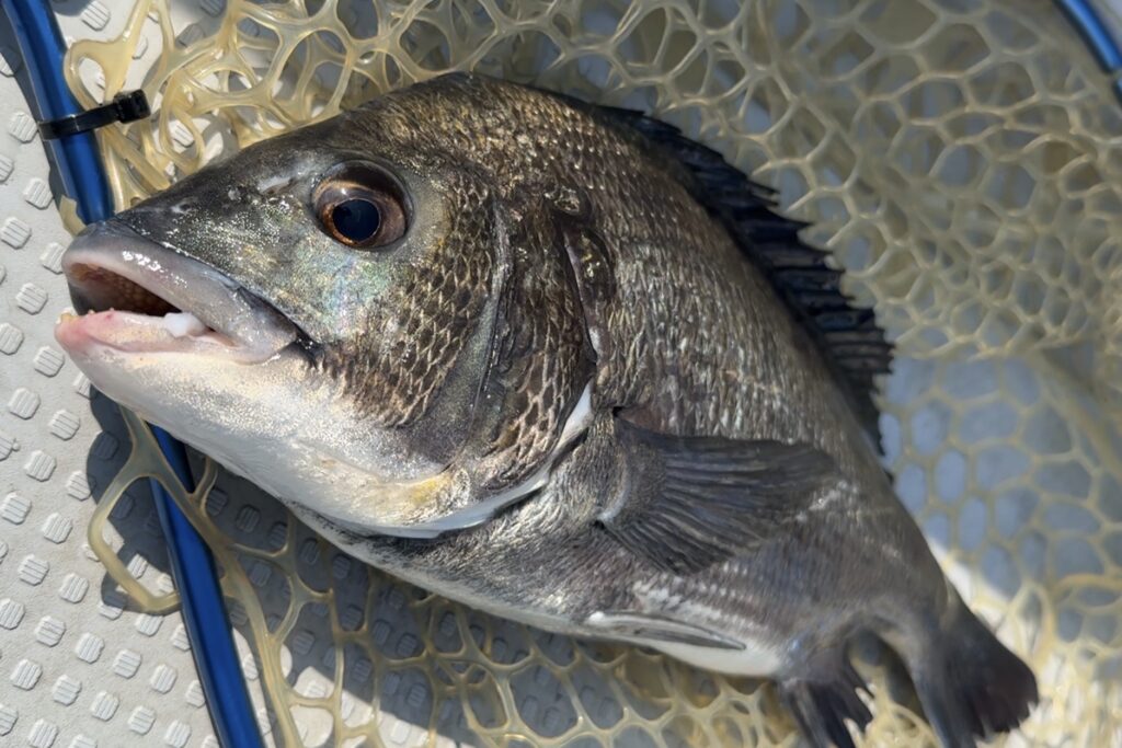 Chinu (black seabream) caught on Osaka Bay