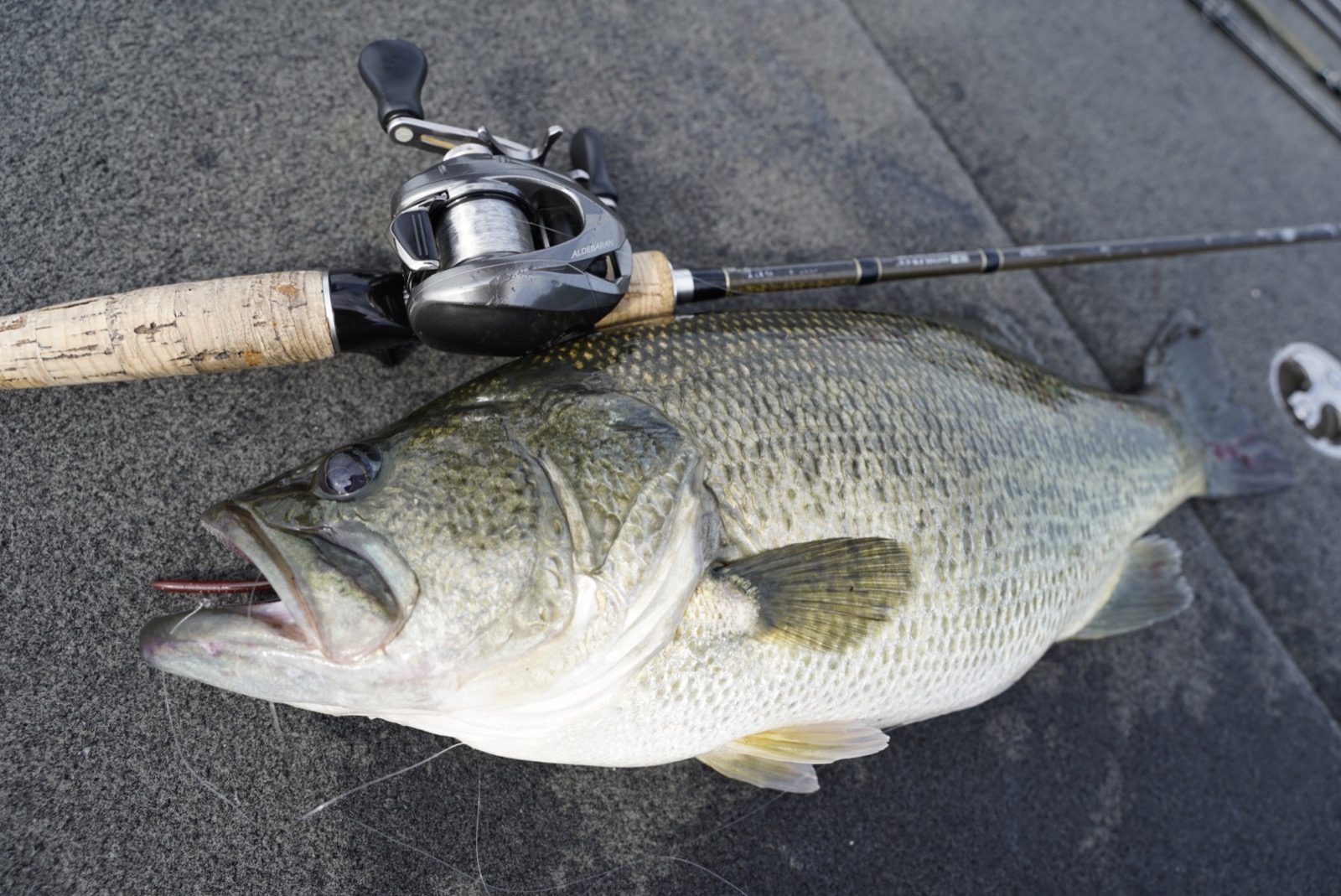 BFS baitcasting setup with a Lake Biwa largemouth bass