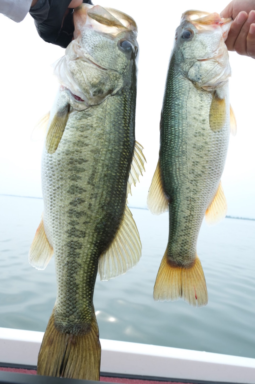 Two Lake Biwa bass caught weightless jerking the Sakamata Shad