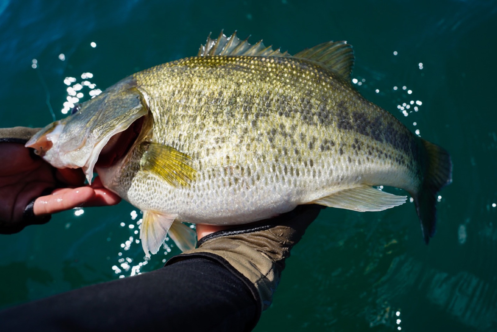 Lake Biwa bass caught on a micro downshot with BFS tackle