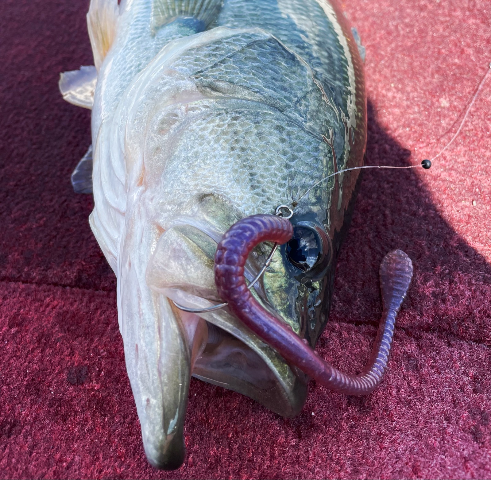 Giant Lake Biwa largemouth bass caught on a guided trip