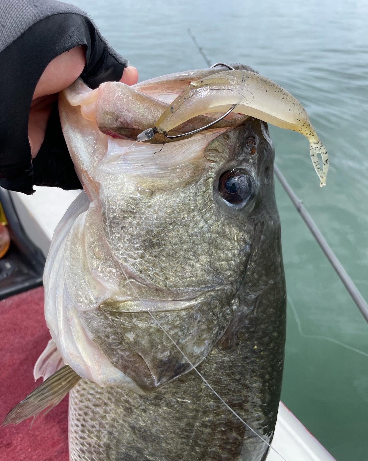 Lake Biwa largemouth bass caught on a Deps Sakamata Shad
